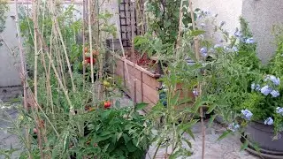 Bilan du potager 🍅🍆🫜🌶️🥬🥒 apr&egrave;s 3 mois de printemps. 🌞
