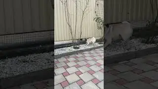 #мопс #live