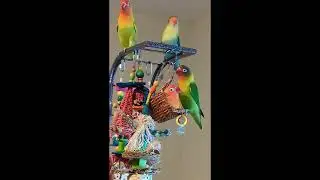 Lovebird Choir! Chatter, Lucky, Red & Mango Sing Their Hearts Out