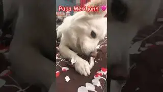 Papa Jann❤️🩷 #cocoarmy #trendingshorts #funnyanimals #coco #funnydogs #viral #cute #dogs #trending