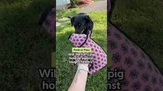 Does This Dog Toy Actually Last? | The Pack