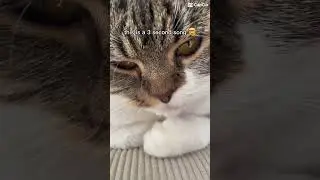 #catv#shorts #3sec #video funnycat #