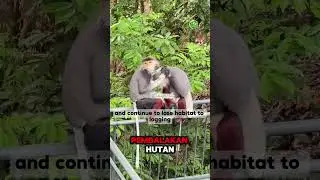 The stunning Red-shanked Douc Langur &mdash; beautiful, rare, and critically endangered #Wildlife#faunauno