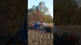 The Aman rice harvesting season is now in full swing in Bangladesh.