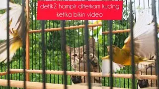 suara kenari bikin lawan mode onfire