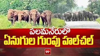 పలమనేరులో ఏనుగుల గుంపు హల్​చల్ | Elephant Gang Hulchul in Palamaneru | 99tv