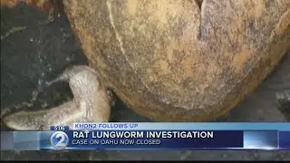 Investigation wraps on Oahu rat lungworm case with no identifiable cause