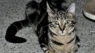 Miss Dori Cat Plays Fetch (with special guest Master Anakin)