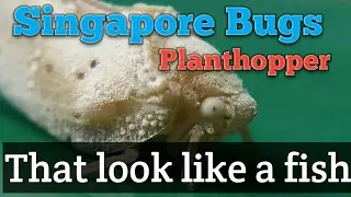 Singapore Bugs Flatid Planthopper  that look like a fish insect That you never seen before