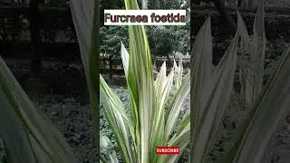 Furcraea foetida - false agave - Mauritius hemp | #greenaloe #maguey  #nature #shorts #ytshorts