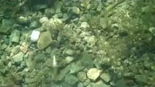 Miller Punchin Weight-Carolina Rig