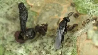 Eulophidae: Elasmus viridiceps parasitizes Carcharodus alceae