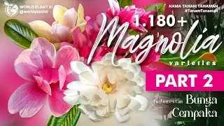 Более 1180 сортов магнолии. Часть 2 | Цветок цемпаки | Цветок | Крупный цветок | Красная цемпака ...