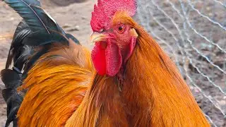 Rooster Crowing Sounds 2025 - Sound Effect Compilation