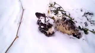 Дохлый кот