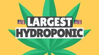 Get High on This Growth Stock | 5 Minute Review