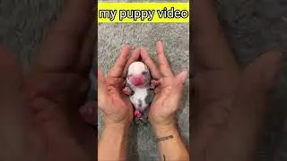 so little puppy, baby puppy, cute little puppies,smallest dog,best behaved small dogs,#shorts