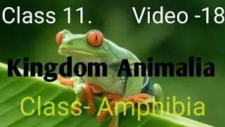 CLASS 11 :KINGDOM ANIMALIA: SUPER CLASS -TETRAPODA :CLASS=AMPHIBIA VIDEO-18