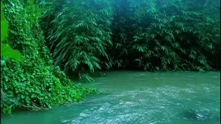 Forest River Flow Gentle White Noise for Relaxation Meditation and Rejuvenating Deep Sleep