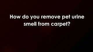 How do you remove pet urine smell from carpet?