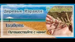 Деревья Израиля - Тамариск (Israel trees - Tamarix)
