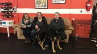 New arrival | Its all about saying a believable NO | Solid K9 Training Dog Training