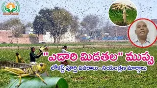 ప్రతి రైతు తెలుసుకోవాలి || Knowledge of Locust || Srinivasa Murthy || Connect 2 Farmer || SaaguBadi