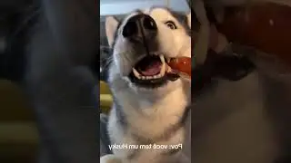 #explore#ViralPets#SleepingPets#dogslover#CutestAnimals#failyfunnydoglvideo