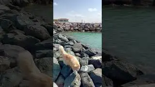 It&rsquo;s a beautiful day for beach cat adventures. 🦁🏖️ #beachcat #adventurecat #cat #persiancat