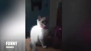FUNNY CHANNEL | CAT, CHILDREN, PEOPLE, FUNNY STORY