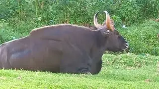 Black Rock sized Bison 🦬 Viral video Dangerous Bull 🐂 Indian Gaur Male Bison Ooty Hillside vlogs
