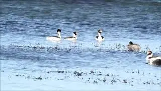 Mac&aacute; Tobiano (Podiceps gallardoi) el 25/11/2018