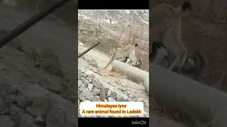 A rare animal the Himalayan lynx found in Ladakh