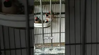 Rahim Yar Khan Sunday Birds Market #shortsvideo