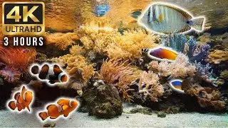 3-Hour 4K Aquarium &ndash; No Loop | Relaxing Indo-Pacific Fish Tank