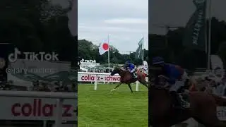 Flatten the Curve💙❤️ #racehorse #racing #race #horseracing #hamburg