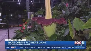 Rare 'Corpse Flower' Bloom Draws Crowds