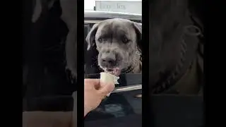 Giving out pup cups to cute dogs in the drive thru! #shorts