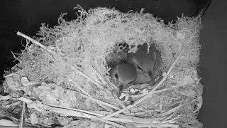 Eurasian Wrens Roosting #eurasianwren #wren #birds