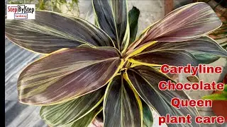 Cardyline Chocolate Queen plant care and propagation//Cardyline terminalis plant care