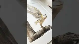 A barn owl commission I&rsquo;ve just finished! 🦉🤍 #drawing #art #wildlifeartist #colouredpencils