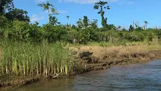 Rare Crocodile Territorial Fight | Bruce Belcher's Daintree River Cruises | Far North Queensland 