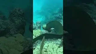 Spotted this big moray eel on my scuba dive trip to Tavernier Key FL!