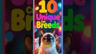10 Unique Cat Breeds #cats #cat #catbreeds #shorts  #catvideos