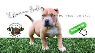 XL American Bully Puppies For Sale