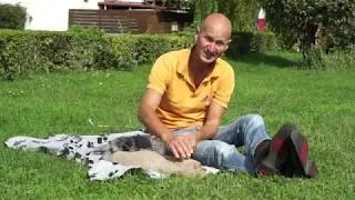 Tellington TTouch für Hunde und Kleintiere