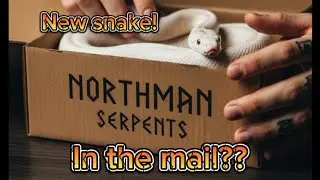 Anxious about ordering a snake online? It&rsquo;s easier than you think! 