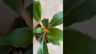 #хлорофитум #greenorange #СадДача