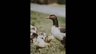 Angry Goose Sound