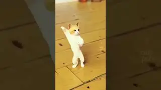 funny cats #ytshorts #shortvideo #animal #cat #kitten #funnyanimals